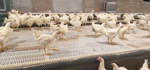 肉雞產(chǎn)業(yè)再添新花 全產(chǎn)業(yè)鏈視角下的畜牧漁業(yè)飼料銷售新機(jī)遇